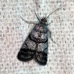 Asarta fuliginosa (A Pyralid moth) at O'Connor, ACT - 1 Nov 2019 by ibaird