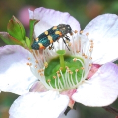 Castiarina sexplagiata (Jewel beetle) at Wonboyn, NSW - 11 Nov 2019 by Harrisi