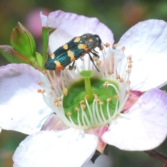 Castiarina sexplagiata (Jewel beetle) at Southern Forest Life - 11 Nov 2019 by Harrisi