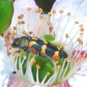 Castiarina sexplagiata at Wonboyn, NSW - 11 Nov 2019 11:16 AM