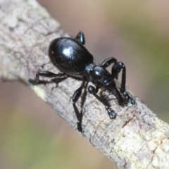 Rhynolaccus sp. (genus) (Rhynolaccus weevil) at Southern Forest Life - 10 Nov 2019 by Harrisi