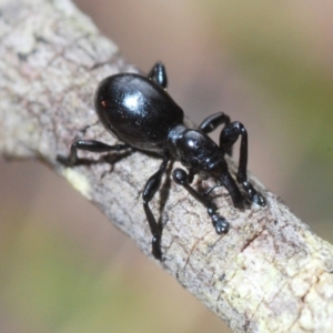 Rhynolaccus sp. (genus) at Wonboyn, NSW - 10 Nov 2019