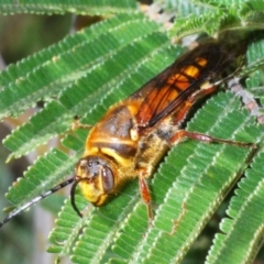 Catocheilus sp. (genus) (Smooth flower wasp) at Manar, NSW - 9 Nov 2019 by Harrisi