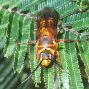 Catocheilus sp. (genus) at Manar, NSW - 9 Nov 2019 10:33 AM