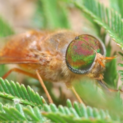 Scaptia sp. (genus) (March fly) at Araluen, NSW - 9 Nov 2019 by Harrisi