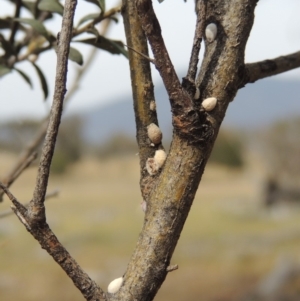 Phacelococcus bursaria at Tuggeranong DC, ACT - 2 Nov 2019