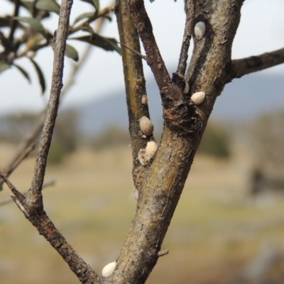 Phacelococcus bursaria (Blackthorn felted scale) at Tuggeranong DC, ACT - 2 Nov 2019 by MichaelBedingfield