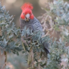 Callocephalon fimbriatum (Gang-gang Cockatoo) at Hughes, ACT - 11 Nov 2019 by LisaH