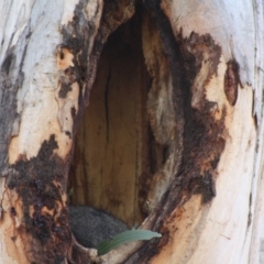 Trichosurus vulpecula (Common Brushtail Possum) at Hughes, ACT - 11 Nov 2019 by LisaH