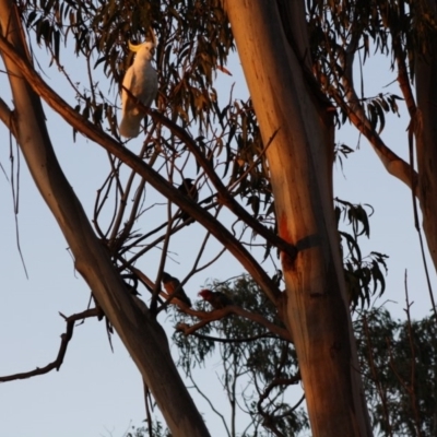 Callocephalon fimbriatum (Gang-gang Cockatoo) at Hughes Grassy Woodland - 11 Nov 2019 by LisaH