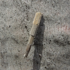 Lepidoscia arctiella (Tower Case Moth) at Lanyon - northern section A.C.T. - 2 Nov 2019 by michaelb