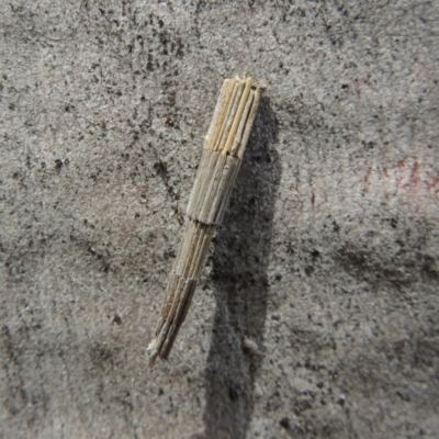 Lepidoscia arctiella (Tower Case Moth) at Lanyon - northern section A.C.T. - 2 Nov 2019 by michaelb