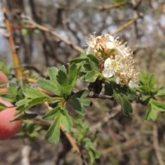 Crataegus monogyna (Hawthorn) at Tuggeranong DC, ACT - 2 Nov 2019 by MichaelBedingfield