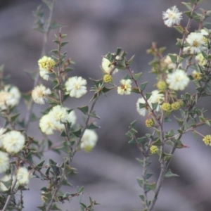 Acacia gunnii at Gundaroo, NSW - 30 Aug 2019 05:42 PM