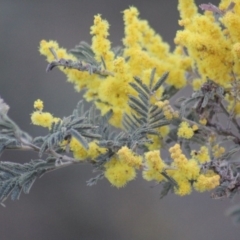 Acacia dealbata (Silver Wattle) at Gundaroo, NSW - 30 Aug 2019 by Gunyijan