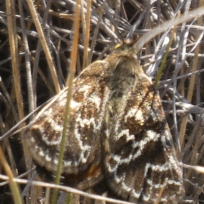 Synemon plana (Golden Sun Moth) at Budjan Galindji (Franklin Grassland) Reserve - 11 Nov 2019 by johnpellegrino