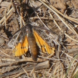 Synemon plana at Harrison, ACT - 11 Nov 2019