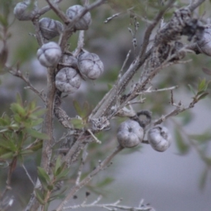 Leptospermum polygalifolium subsp. polygalifolium at Gundaroo, NSW - 27 Nov 2019 10:39 AM