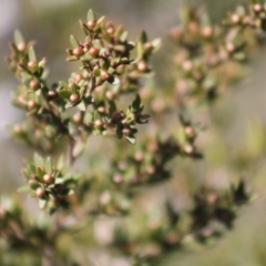 Leptospermum polygalifolium subsp. polygalifolium at Gundaroo, NSW - 27 Nov 2019 10:39 AM