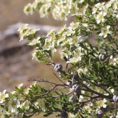 Leptospermum polygalifolium subsp. polygalifolium at Gundaroo, NSW - 27 Nov 2019 10:39 AM