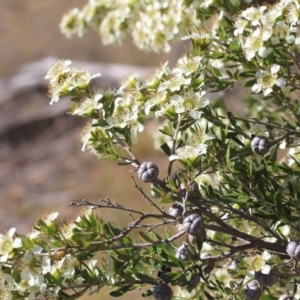 Leptospermum polygalifolium subsp. polygalifolium at Gundaroo, NSW - 27 Nov 2019