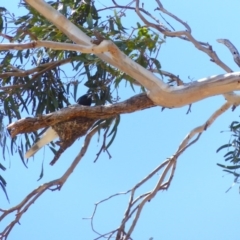 Coracina novaehollandiae (Black-faced Cuckooshrike) at Black Range, NSW - 12 Nov 2019 by MatthewHiggins