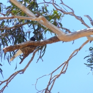 Coracina novaehollandiae at Black Range, NSW - 12 Nov 2019