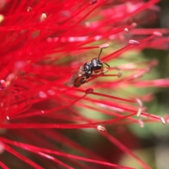 Hylaeus (Prosopisteron) littleri at Yarralumla, ACT - 5 Nov 2019