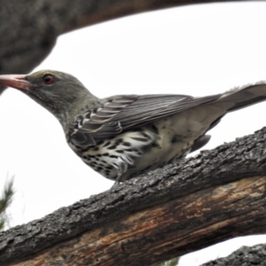 Oriolus sagittatus at Coree, ACT - 12 Nov 2019 12:30 PM