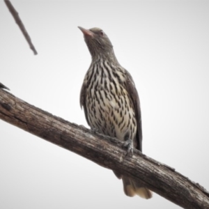 Oriolus sagittatus at Coree, ACT - 12 Nov 2019 12:30 PM