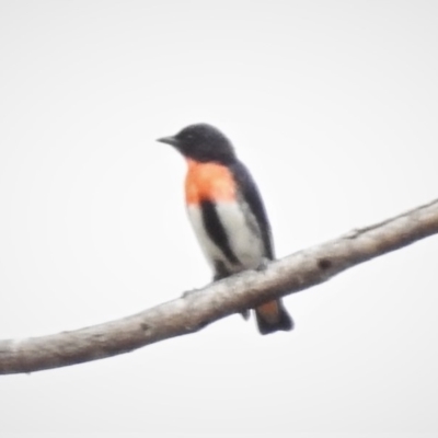 Dicaeum hirundinaceum (Mistletoebird) at Coree, ACT - 12 Nov 2019 by JohnBundock