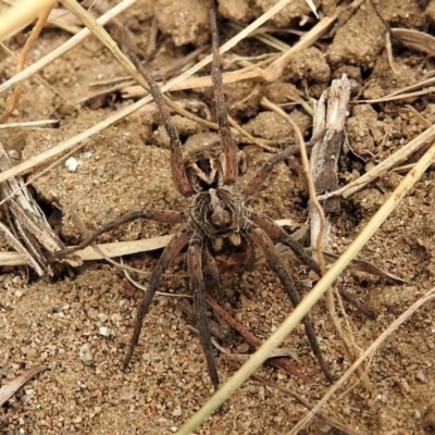 Tasmanicosa godeffroyi (Garden Wolf Spider) at Stony Creek - 12 Nov 2019 by JohnBundock