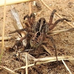 Tasmanicosa godeffroyi at Coree, ACT - 12 Nov 2019 12:14 PM