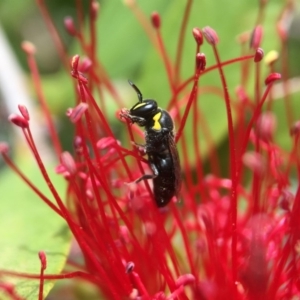 Hylaeus (Gnathoprosopis) amiculiformis at Yarralumla, ACT - 5 Nov 2019