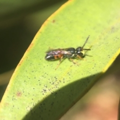 Hylaeus (Prosopisteron) littleri (Hylaeine colletid bee) at Acton, ACT - 10 Oct 2019 by PeterA