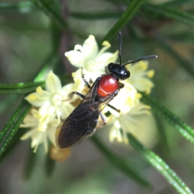Lasioglossum (Callalictus) callomelittinum (Halictid bee) at Acton, ACT - 15 Sep 2019 by PeterA