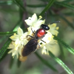 Lasioglossum (Callalictus) callomelittinum (Halictid bee) at Acton, ACT - 15 Sep 2019 by PeterA