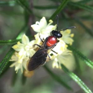 Lasioglossum (Callalictus) callomelittinum at Acton, ACT - 15 Sep 2019