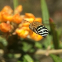 Amegilla (Zonamegilla) asserta (Blue Banded Bee) at Hackett, ACT - 11 Nov 2019 by PeterA