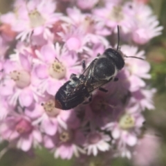 Megachile (Hackeriapis) canifrons at ANBG - 6 Nov 2019 by PeterA