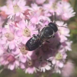 Megachile (Hackeriapis) canifrons at Acton, ACT - 6 Nov 2019