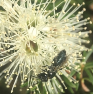 Euryglossa ephippiata at Acton, ACT - 6 Nov 2019 01:55 PM