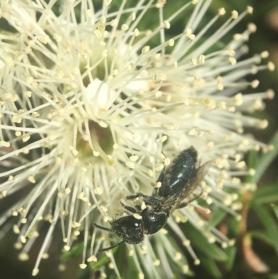 Euryglossa ephippiata (Saddleback Euryglossine Bee) at ANBG - 6 Nov 2019 by PeterA