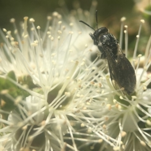 Euryglossa ephippiata at Acton, ACT - 6 Nov 2019 01:55 PM