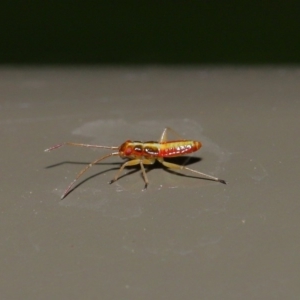 Miridae (family) at Acton, ACT - 8 Nov 2019 01:34 PM