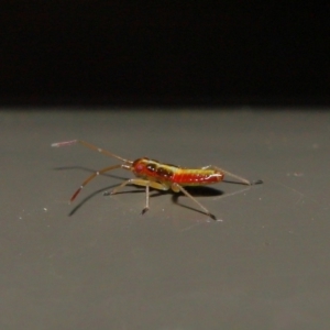 Miridae (family) at Acton, ACT - 8 Nov 2019 01:34 PM