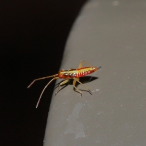 Miridae (family) at Acton, ACT - 8 Nov 2019 01:34 PM