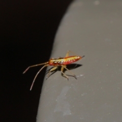 Miridae (family) at Acton, ACT - 8 Nov 2019