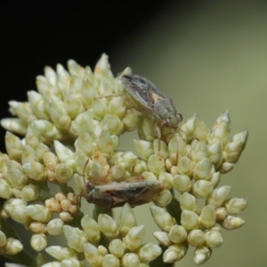 Lygaeidae (family) at Hackett, ACT - 8 Nov 2019