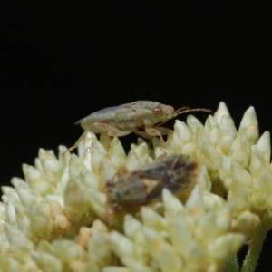 Lygaeidae (family) at Hackett, ACT - 8 Nov 2019 12:19 PM